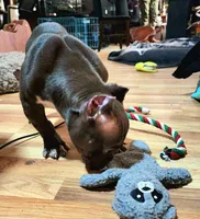 Hercules, a male American Bulldog and Shorty Bull for sale in Phelan, CA – Photo 3 of 10
