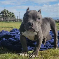 Hercules, a male American Bulldog and Shorty Bull for sale in Phelan, CA – Photo 5 of 10