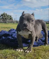 Hercules, a male American Bulldog and Shorty Bull for sale in Phelan, CA – Photo 5 of 10