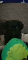 Fluffy Female American Bullnese #2, a female French Bulldog and Pekingese for sale in Phelan, CA – 1 of 2