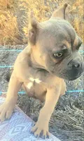 Pretty Boy, a male American Bully and Shorty Bull for sale in Phelan, CA – 7 of 10