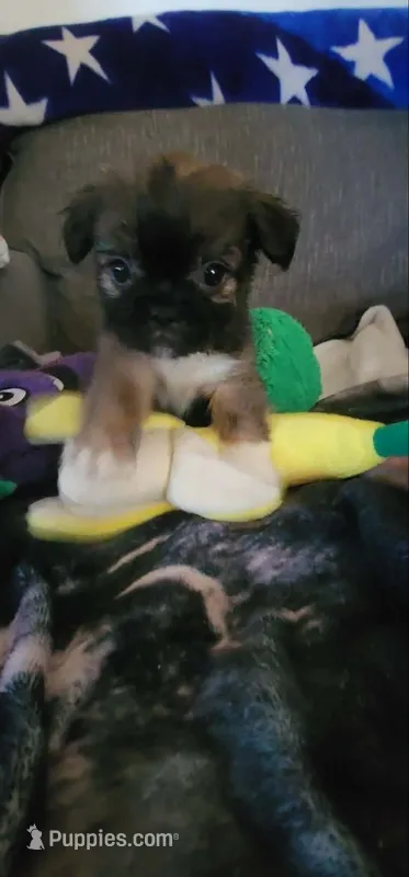 Fluffy American Bullnese Boy 1 – French Bulldog, Pekingese puppy for sale in Phelan, CA