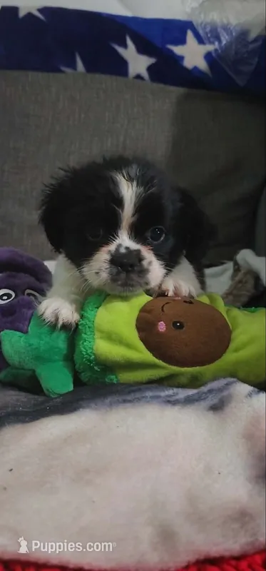 Fluffy American Bullnese Boy 2 – French Bulldog, Pekingese puppy for sale in Phelan, CA