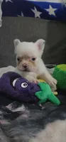 Fluffy Frenchy Male , a male French Bulldog for sale in Phelan, CA – 2 of 4
