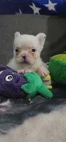 Fluffy Frenchy Male , a male French Bulldog for sale in Phelan, CA – 3 of 4