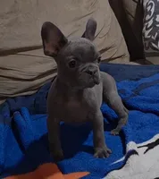 Blue, a male French Bulldog for sale in Phelan, CA – Photo 5 of 9