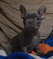 Blue, a male French Bulldog for sale in Phelan, CA – Photo 4 of 9