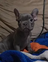Blue, a male French Bulldog for sale in Phelan, CA – Photo 2 of 9
