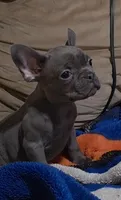 Blue, a male French Bulldog for sale in Phelan, CA – Photo 1 of 9
