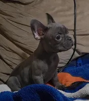 Blue, a male French Bulldog for sale in Phelan, CA – Photo 8 of 9