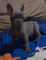 Blue, a male French Bulldog for sale in Phelan, CA – Photo 6 of 9