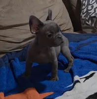 Blue, a male French Bulldog for sale in Phelan, CA – Photo 9 of 9