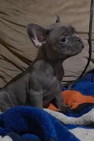 Blue, a male French Bulldog for sale in Phelan, CA – Photo 7 of 9