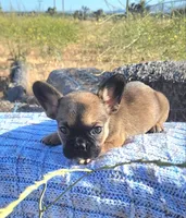 Cappy, a male French Bulldog for sale in Phelan, CA – 3 of 5