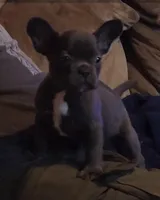 Micro Bully, a male Shorty Bull for sale in Phelan, CA – Photo 2 of 10