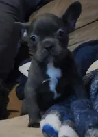 Micro Bully, a male Shorty Bull for sale in Phelan, CA – Photo 7 of 10