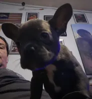 Micro Bully, a male Shorty Bull for sale in Phelan, CA – Photo 8 of 10