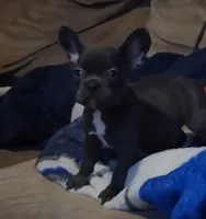 Micro Bully, a male Shorty Bull for sale in Phelan, CA – Photo 6 of 10