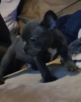 Micro Bully, a male Shorty Bull for sale in Phelan, CA – Photo 5 of 10