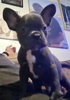 Micro Bully, a male Shorty Bull for sale in Phelan, CA – Photo 10 of 10