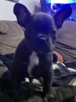 Micro Bully, a male Shorty Bull for sale in Phelan, CA – Photo 9 of 10