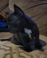 Micro Bully, a male Shorty Bull for sale in Phelan, CA – Photo 4 of 10