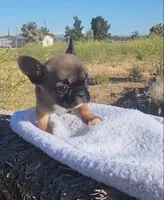 Cookie, a female French Bulldog for sale in Phelan, CA – 7 of 7
