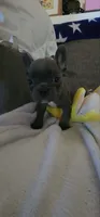 Blue Female Frenchy , a female French Bulldog for sale in Phelan, CA – 4 of 10