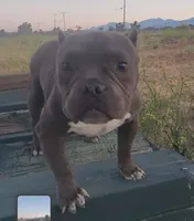 Hercules, a male American Bully and Shorty Bull for sale in Phelan, CA – 6 of 10