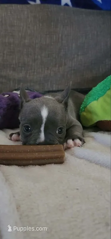 Blue and White female, a female French Bulldog for sale in Phelan, CA – 1 of 3