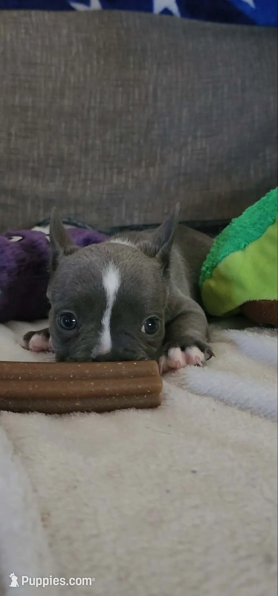Blue and White female, a female French Bulldog for sale in Phelan, CA – 1 of 3