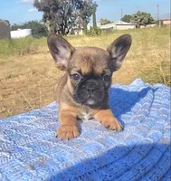 Cappy, a male French Bulldog for sale in Phelan, CA – 1 of 5