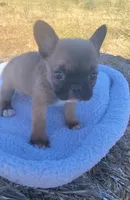 Cookie, a female French Bulldog for sale in Phelan, CA – 6 of 7