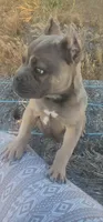 Pretty Boy, a male American Bully and Shorty Bull for sale in Phelan, CA – 6 of 10