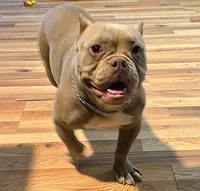 Khaleesi, a female American Bully and Shorty Bull for sale in Phelan, CA – Photo 2 of 9