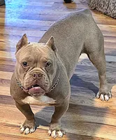 Khaleesi, a female American Bully and Shorty Bull for sale in Phelan, CA – Photo 1 of 9