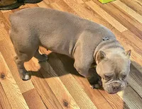 Khaleesi, a female American Bully and Shorty Bull for sale in Phelan, CA – Photo 7 of 9