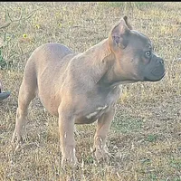 Pretty Boy, a male American Bully and Shorty Bull for sale in Phelan, CA – 8 of 10