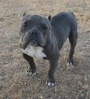 Hercules, a male American Bully and Shorty Bull for sale in Phelan, CA – 9 of 10