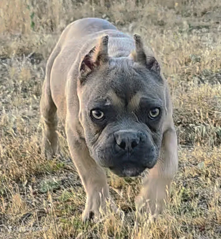Pretty Boy, a male American Bully and Shorty Bull for sale in Phelan, CA – 1 of 10