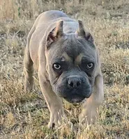 Pretty Boy, a male American Bully and Shorty Bull for sale in Phelan, CA – 1 of 10