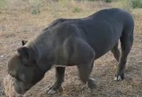 Hercules, a male American Bully and Shorty Bull for sale in Phelan, CA – 5 of 10