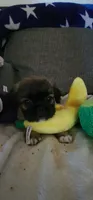 Fluffy American Bullnese Boy 1, a female French Bulldog and Pekingese for sale in Phelan, CA – 4 of 4