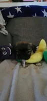 Fluffy  American Bullnese Female 1, a female French Bulldog and Pekingese for sale in Phelan, CA – 5 of 5