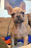 Jr, a male French Bulldog for sale in Phelan, CA – Photo 10 of 10