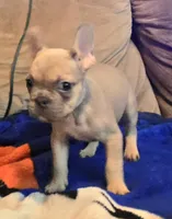 Jr, a male French Bulldog for sale in Phelan, CA – Photo 3 of 10