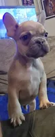 Jr, a male French Bulldog for sale in Phelan, CA – Photo 5 of 10