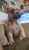 Jr, a male French Bulldog for sale in Phelan, CA – Photo 9 of 10