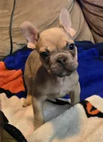 Jr, a male French Bulldog for sale in Phelan, CA – Photo 2 of 10