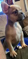 Jr, a male French Bulldog for sale in Phelan, CA – Photo 8 of 10